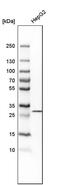 Pyridoxal Phosphate Binding Protein antibody, PA5-54858, Invitrogen Antibodies, Western Blot image 