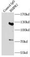 Bone Morphogenetic Protein Receptor Type 2 antibody, FNab00923, FineTest, Immunoprecipitation image 