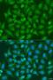 X-box-binding protein 1 antibody, LS-C348946, Lifespan Biosciences, Immunofluorescence image 