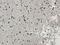Spectrin Repeat Containing Nuclear Envelope Protein 1 antibody, orb221707, Biorbyt, Immunohistochemistry paraffin image 