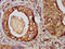 CUB And Sushi Multiple Domains 3 antibody, LS-C674311, Lifespan Biosciences, Immunohistochemistry paraffin image 