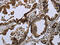 MAPK Activated Protein Kinase 2 antibody, CSB-PA557048, Cusabio, Immunohistochemistry frozen image 
