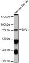 Dishevelled Segment Polarity Protein 1 antibody, A03533, Boster Biological Technology, Western Blot image 
