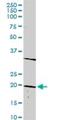 Distal-Less Homeobox 6 antibody, H00001750-D01P, Novus Biologicals, Western Blot image 