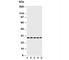 Caspase 14 antibody, R31216, NSJ Bioreagents, Western Blot image 