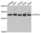 General Transcription Factor IIF Subunit 2 antibody, LS-C334321, Lifespan Biosciences, Western Blot image 