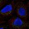 Proline Rich And Gla Domain 1 antibody, PA5-67490, Invitrogen Antibodies, Immunofluorescence image 