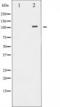 ATPase Na+/K+ Transporting Subunit Alpha 1 antibody, TA325241, Origene, Western Blot image 