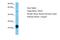 UPF0684 protein C5orf30 homolog antibody, A30074, Boster Biological Technology, Western Blot image 