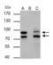 MDM2 Proto-Oncogene antibody, GTX100531, GeneTex, Immunoprecipitation image 