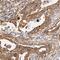 Autophagy Related 4B Cysteine Peptidase antibody, FNab00674, FineTest, Immunohistochemistry frozen image 