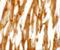 Nicalin antibody, NBP2-81860, Novus Biologicals, Immunohistochemistry paraffin image 