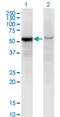 Glucose-6-Phosphate Isomerase antibody, LS-C197333, Lifespan Biosciences, Western Blot image 