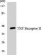 TNF Receptor Superfamily Member 1B antibody, LS-C200796, Lifespan Biosciences, Western Blot image 