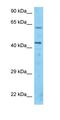 Interleukin 1 Alpha antibody, orb333724, Biorbyt, Western Blot image 