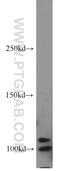 PAX Interacting Protein 1 antibody, 15034-1-AP, Proteintech Group, Western Blot image 