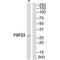 Fibroblast Growth Factor 23 antibody, PA5-49926, Invitrogen Antibodies, Western Blot image 