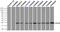 Crystallin Alpha B antibody, LS-C797096, Lifespan Biosciences, Flow Cytometry image 