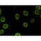 Spectrin Repeat Containing Nuclear Envelope Family Member 3 antibody, MBS375081, MyBioSource, Immunocytochemistry image 