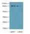 Hook Microtubule Tethering Protein 1 antibody, LS-C398260, Lifespan Biosciences, Western Blot image 