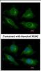 V-type proton ATPase subunit E 1 antibody, NBP2-15520, Novus Biologicals, Immunofluorescence image 