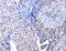 Acyl-CoA Dehydrogenase Family Member 10 antibody, LS-C404415, Lifespan Biosciences, Immunohistochemistry paraffin image 