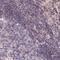 Transmembrane Channel Like 5 antibody, NBP1-83696, Novus Biologicals, Immunohistochemistry paraffin image 