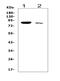 SRY-Box 5 antibody, PB9507, Boster Biological Technology, Western Blot image 