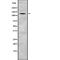 Tight Junction Protein 2 antibody, abx218997, Abbexa, Western Blot image 