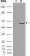 ETS Variant 4 antibody, abx010756, Abbexa, Enzyme Linked Immunosorbent Assay image 