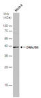 DnaJ homolog subfamily B member 6 antibody, GTX101947, GeneTex, Western Blot image 