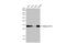 H1 Histone Family Member 0 antibody, GTX114462, GeneTex, Western Blot image 