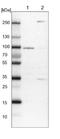RUN And SH3 Domain Containing 1 antibody, NBP1-81005, Novus Biologicals, Western Blot image 