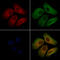 Oxysterol-binding protein-related protein 2 antibody, GTX00814, GeneTex, Immunocytochemistry image 