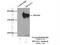 Signal Induced Proliferation Associated 1 Like 1 antibody, 25086-1-AP, Proteintech Group, Immunoprecipitation image 