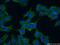 Adhesion Molecule With Ig Like Domain 3 antibody, 21278-1-AP, Proteintech Group, Immunofluorescence image 