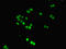 DNA Damage Inducible Transcript 3 antibody, LS-C396270, Lifespan Biosciences, Immunofluorescence image 
