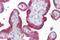 Keratin 23 antibody, A12673, Boster Biological Technology, Immunohistochemistry frozen image 