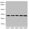 Sarcoglycan Delta antibody, LS-C676476, Lifespan Biosciences, Western Blot image 