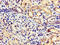 MTOR Associated Protein, LST8 Homolog antibody, orb401744, Biorbyt, Immunohistochemistry paraffin image 