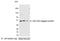 Glu-Glu tag antibody, A190-111A, Bethyl Labs, Western Blot image 