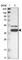 Kelch Domain Containing 8B antibody, HPA008463, Atlas Antibodies, Western Blot image 