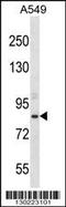 Aspartate Beta-Hydroxylase antibody, 56-642, ProSci, Western Blot image 