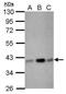 Cytokine Induced Apoptosis Inhibitor 1 antibody, PA5-29259, Invitrogen Antibodies, Western Blot image 