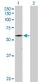 Calcium/Calmodulin Dependent Protein Kinase II Gamma antibody, H00000818-D01P, Novus Biologicals, Western Blot image 