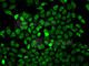Lamin A/C antibody, A0249, ABclonal Technology, Immunofluorescence image 