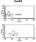 EFEMP2 antibody, abx034298, Abbexa, Western Blot image 