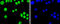 Sp1 Transcription Factor antibody, GTX01012, GeneTex, Immunofluorescence image 