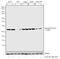 Cyclin Dependent Kinase 1 antibody, 701808, Invitrogen Antibodies, Western Blot image 