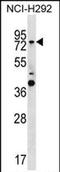 GTP-binding protein 1 antibody, PA5-72093, Invitrogen Antibodies, Western Blot image 